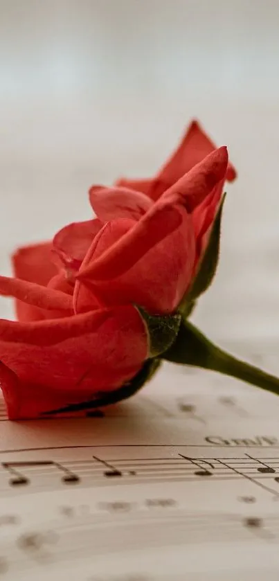 Red rose laying on sheet music, artistic and elegant design.