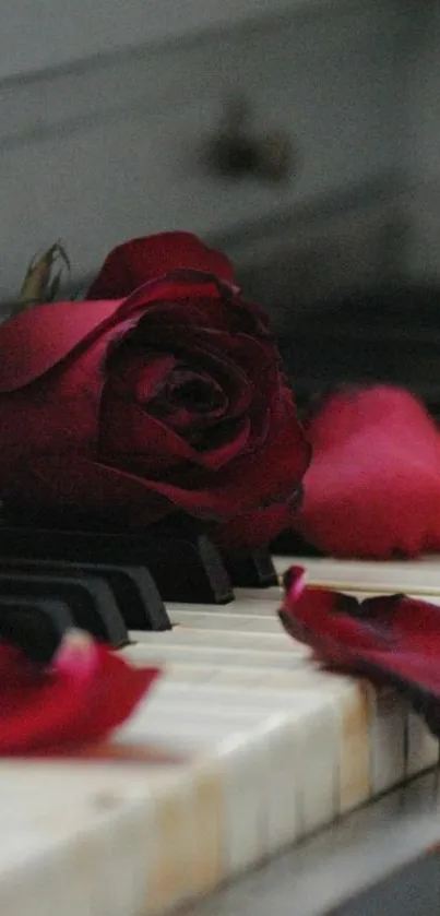 Red roses gently resting on vintage piano keys.