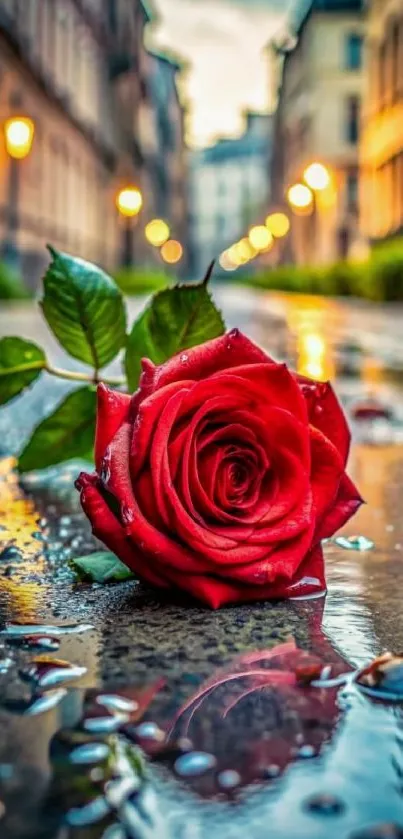 Vibrant red rose on a wet cobblestone street at dusk.