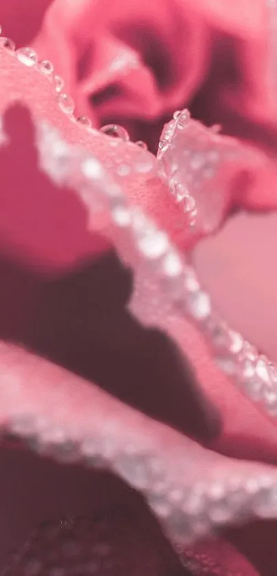 Close-up of dewy pink rose petals showcasing nature's beauty.