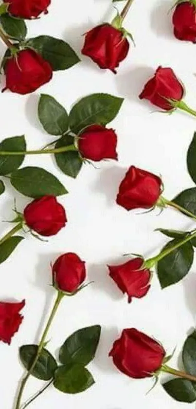 Mobile wallpaper with red roses and green leaves on a white background.