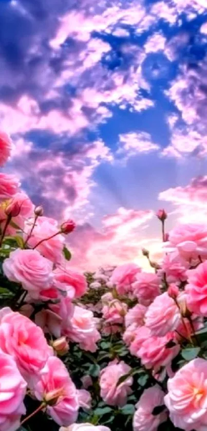 Pink roses under a blue sky with clouds, capturing nature's beauty.