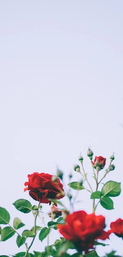 Red roses against a clear blue sky, creating a serene and elegant phone wallpaper.