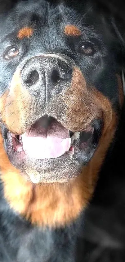 Close-up of a happy Rottweiler with tongue out.