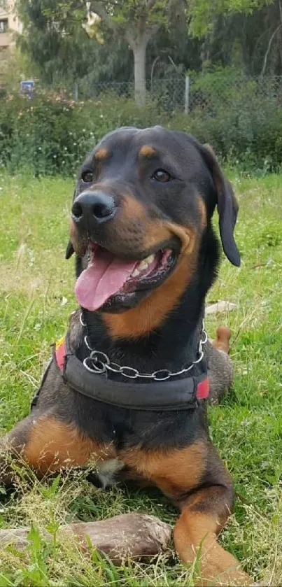 Happy Rottweiler lying in a sunlit grassy field.