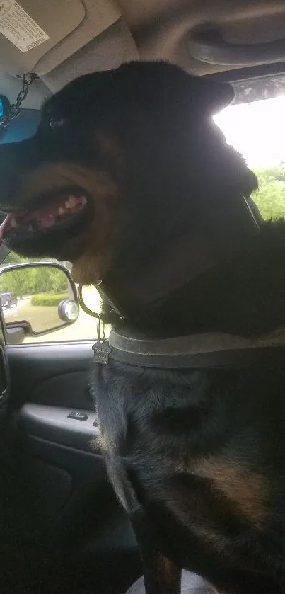 Rottweiler sitting inside a car with trees outside.