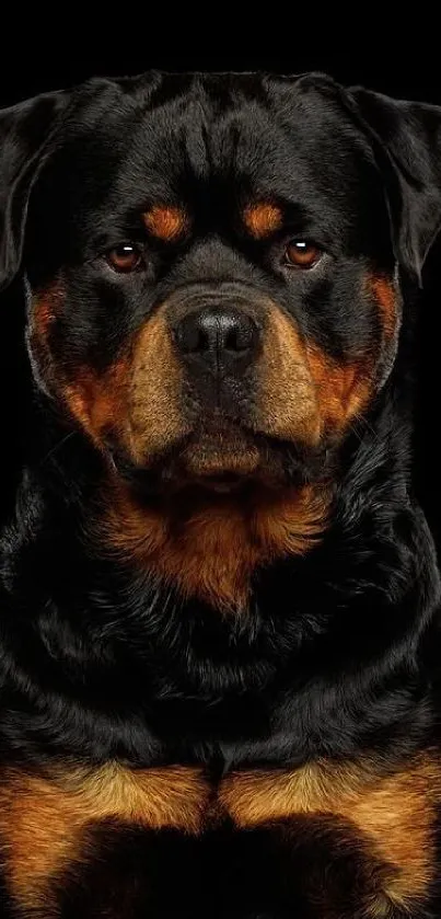 Majestic Rottweiler portrait on a black background, perfect for mobile wallpaper.