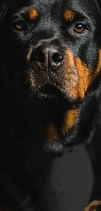 Rottweiler portrait with black background, showcasing elegant features.