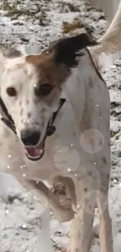 Dog playfully running through a snowy field with a joyful expression.