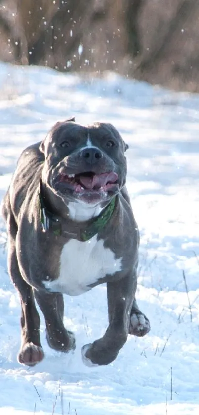 Playful pit bull running through snow in a winter landscape scene.