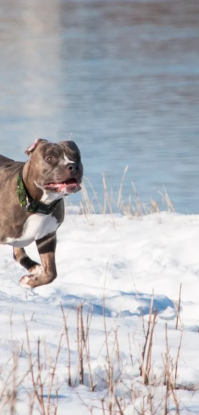 Dog running joyfully in a snowy winter field with a river in the background.