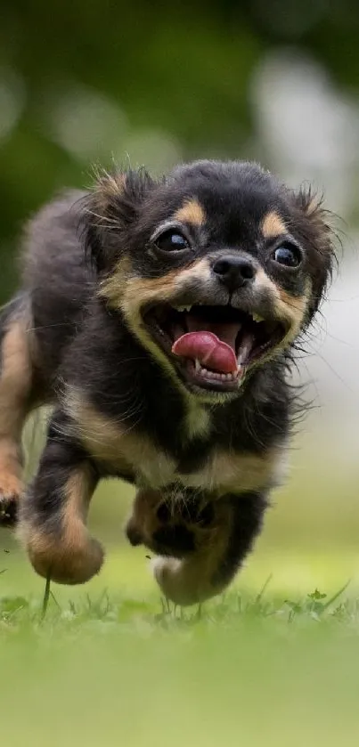 Joyful puppy running on green grass.