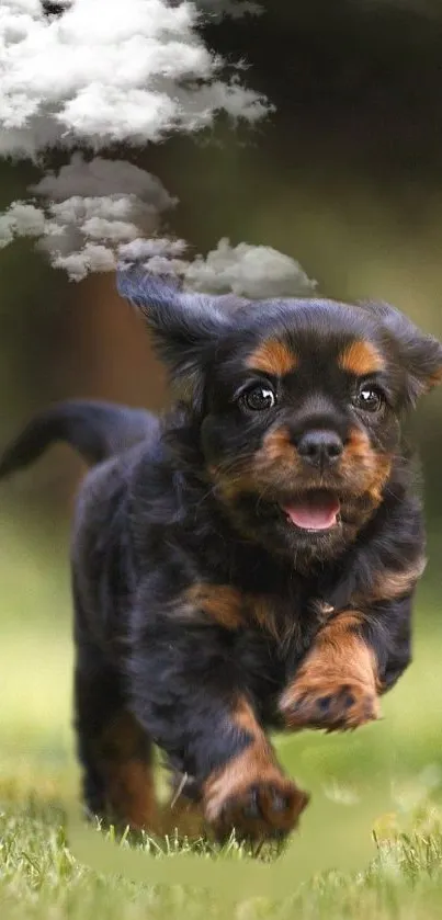 Adorable puppy running on grass with fluffy clouds.