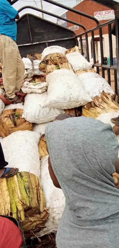 Workers loading bananas onto a truck.