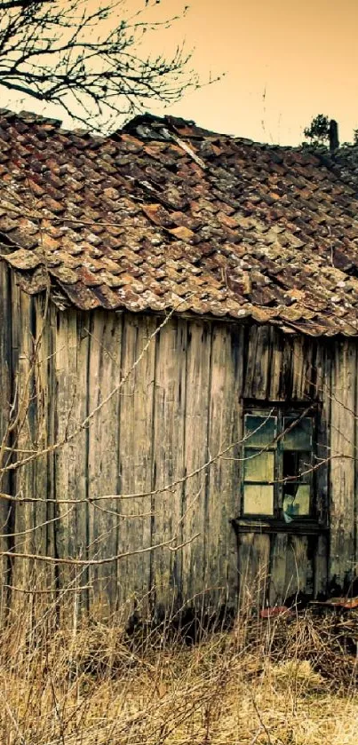 Abandoned rustic cabin in natural setting with brown tones.