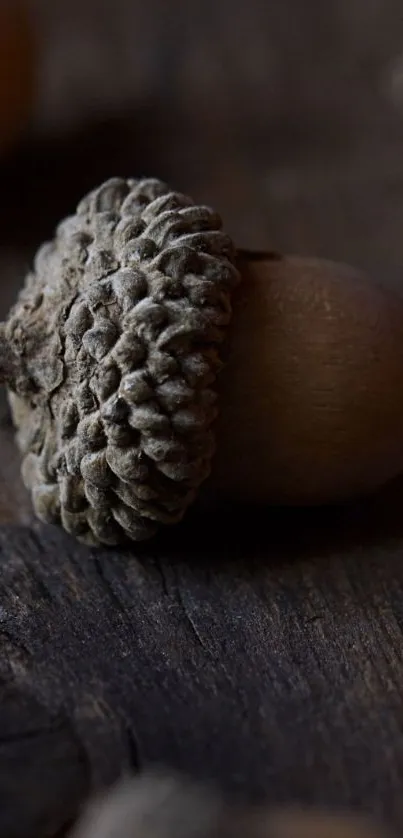 Rustic acorn on dark wood surface wallpaper.