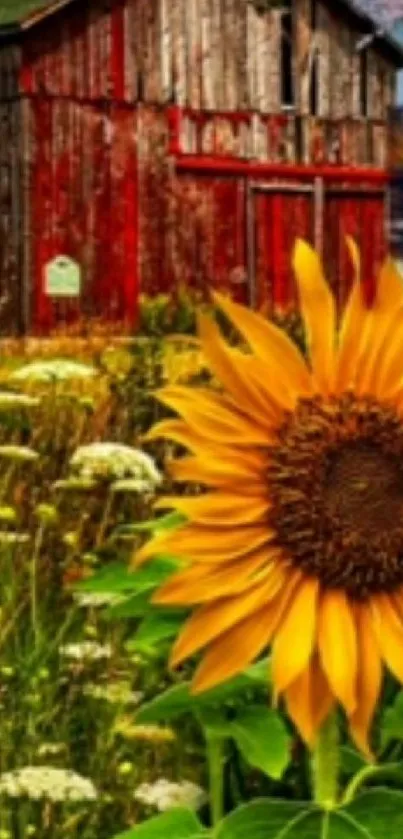 Mobile wallpaper with a sunflower and rustic barn in vibrant colors.