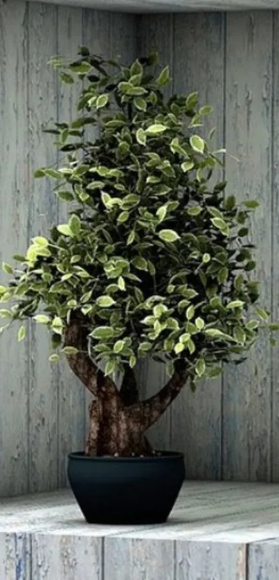 Rustic bonsai tree in pot on wooden shelf.