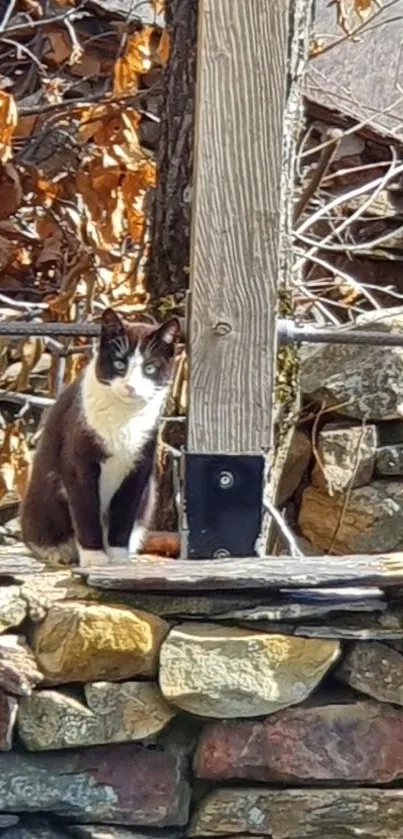 Black and white cat perched on a rustic stone wall.