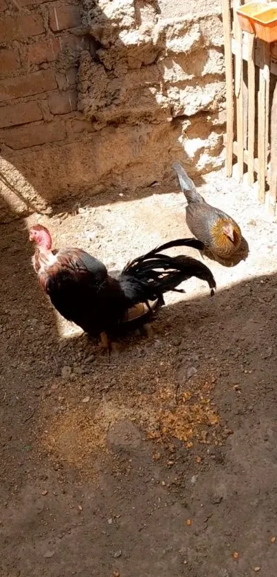 Rustic chicken coop with roosters basking in sunlight.