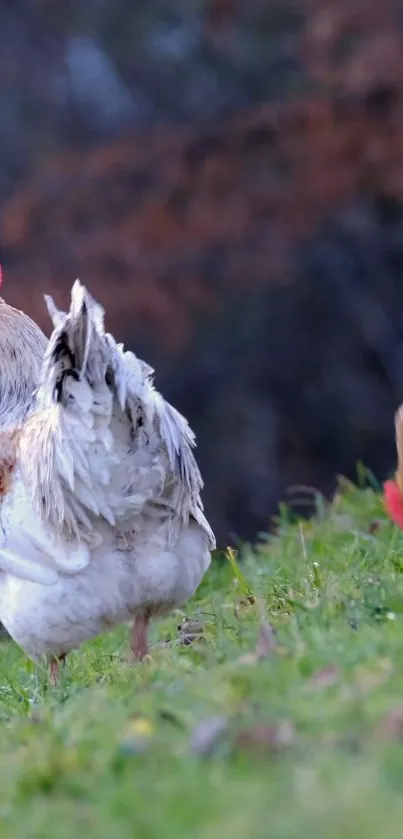 Chickens grazing on a green pasture under a serene, rustic backdrop.