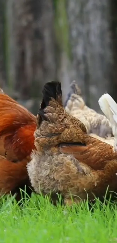 Chickens grazing on lush green grass in a rustic setting.