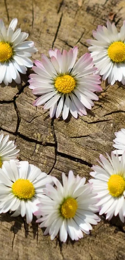 Rustic daisies arranged on a weathered wooden background for a serene mobile wallpaper.