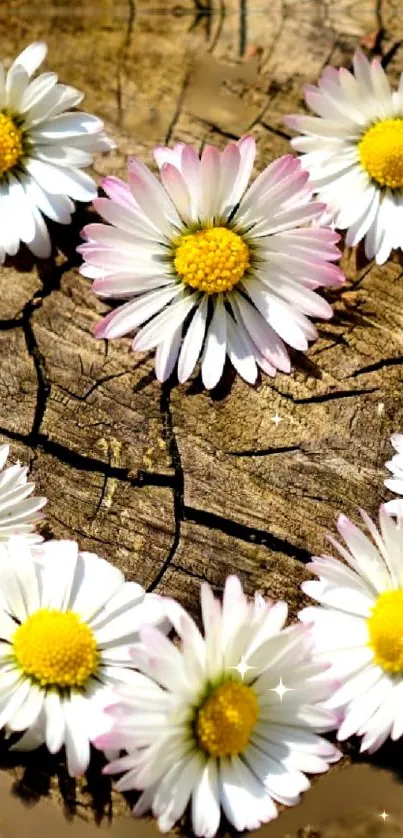 Daisy flowers arranged on rustic wooden background.