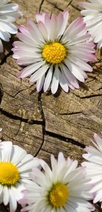 White daisies on rustic wood background.