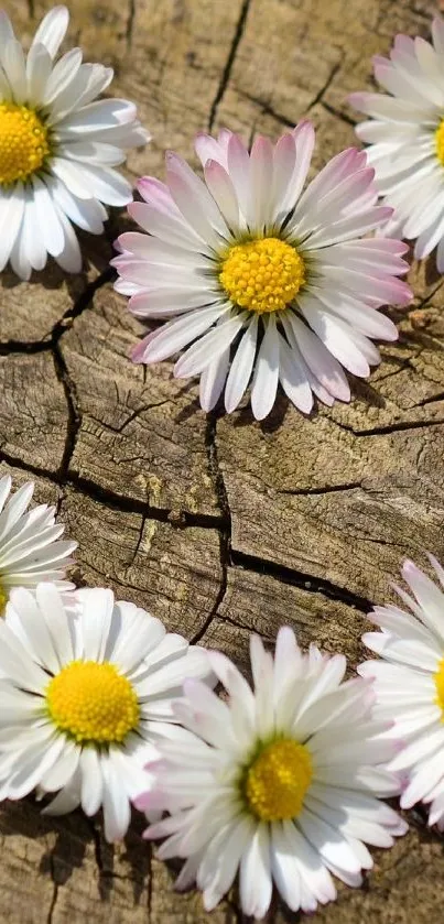 Lovely daisies arranged on a rustic wooden background.