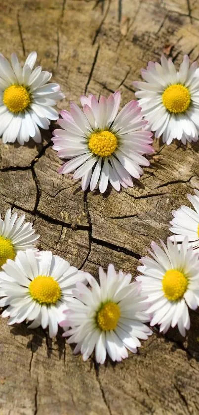 Daisy flowers arranged in a heart shape on rustic wood background.