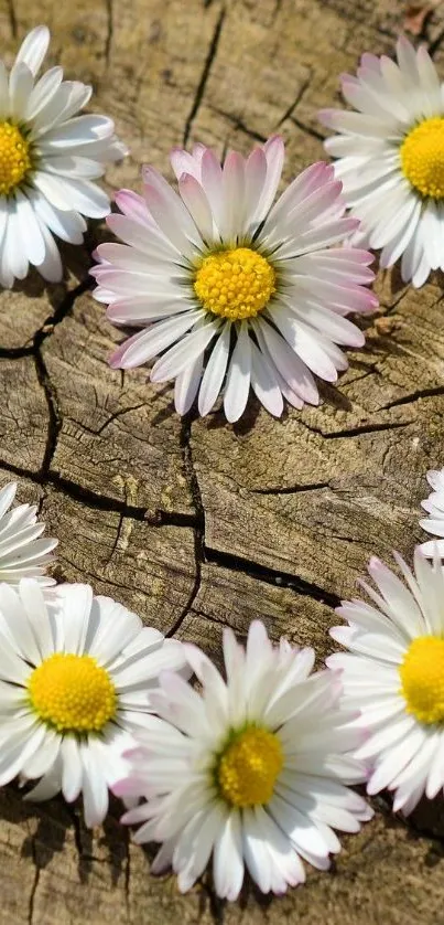 Daisies arranged on rustic wooden surface, perfect for a natural-themed mobile wallpaper.