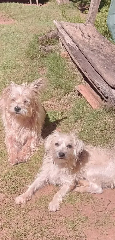 Two small dogs enjoying sunshine in a rustic outdoor setting with grass and wood.