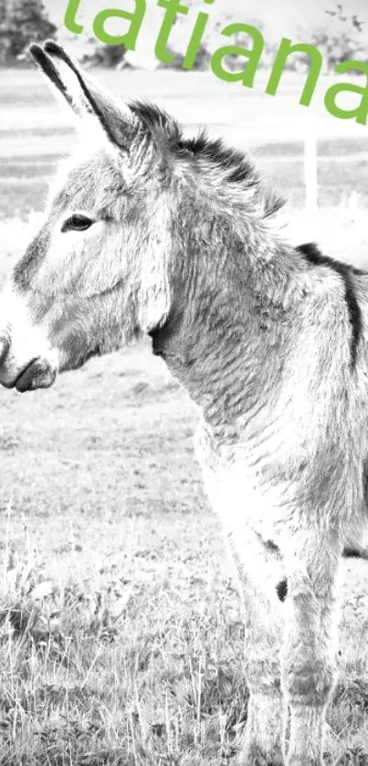 Black and white donkey in a field wallpaper.