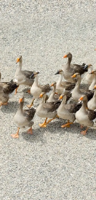 A farmer and dog herding geese in a rustic outdoor scene.