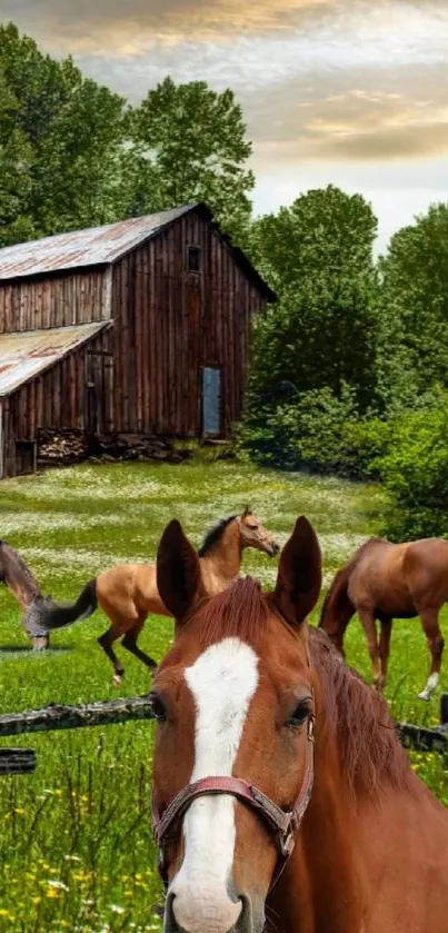 Rustic farmhouse and grazing horses in lush green meadow on mobile wallpaper.