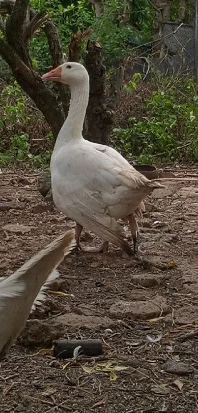 Geese in a rustic farmyard setting with lush greenery.