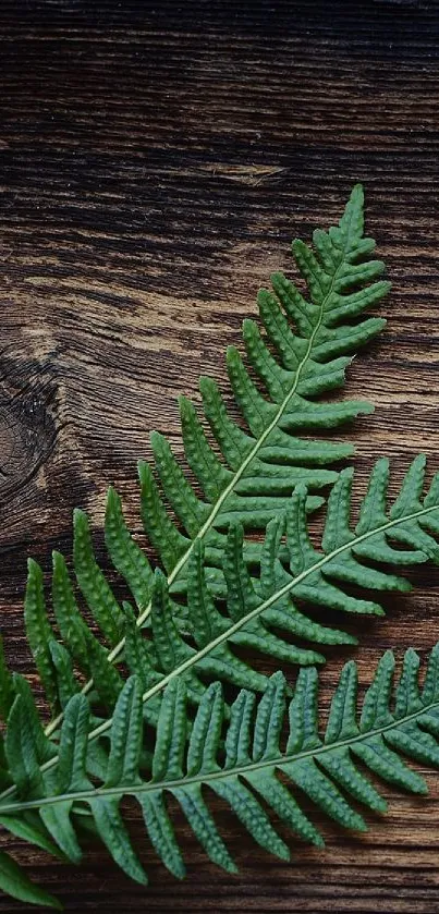 Vibrant green ferns on rustic wooden background.