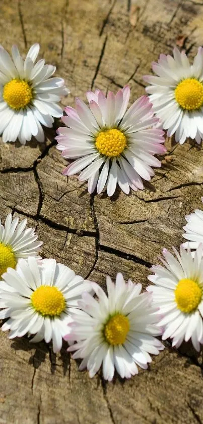 Rustic floral wallpaper with daisies forming a heart shape on wood background.