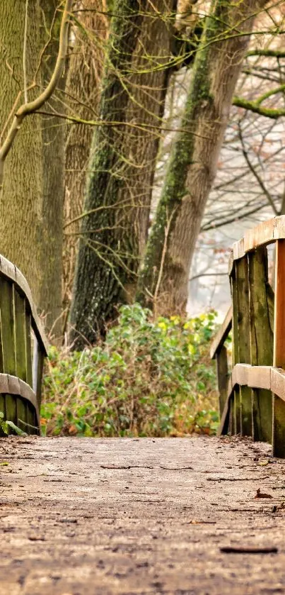 Wooden pathway through lush forest, perfect mobile wallpaper.