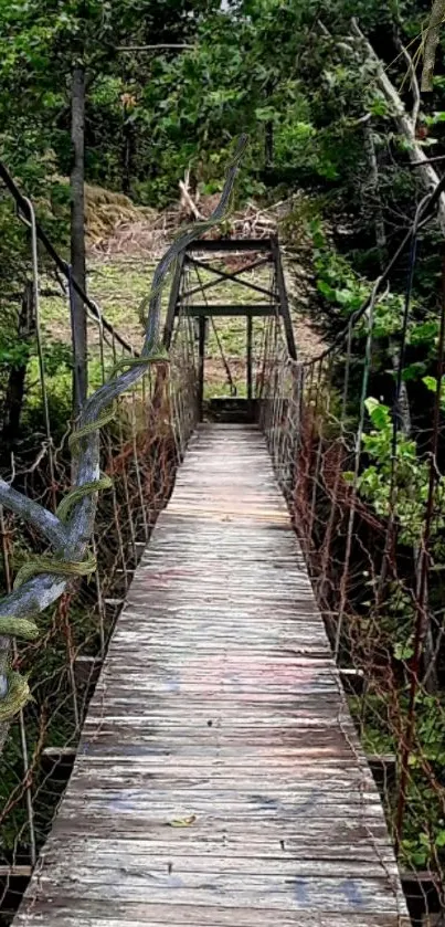 A serene wooden bridge in a lush green forest setting.