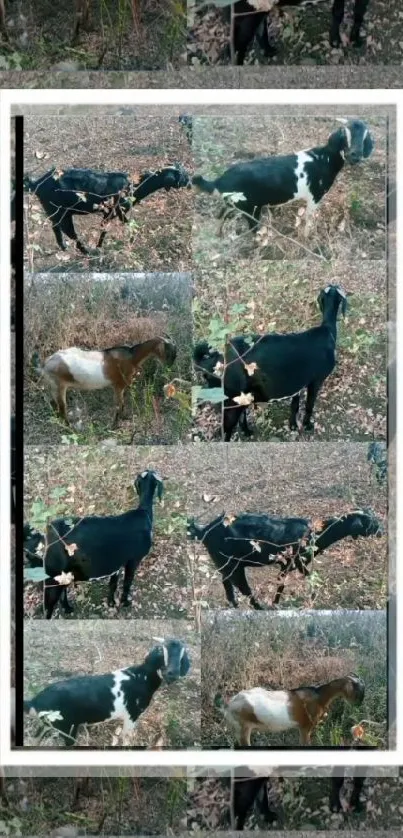 Collage of goats in a rustic natural setting wallpaper.