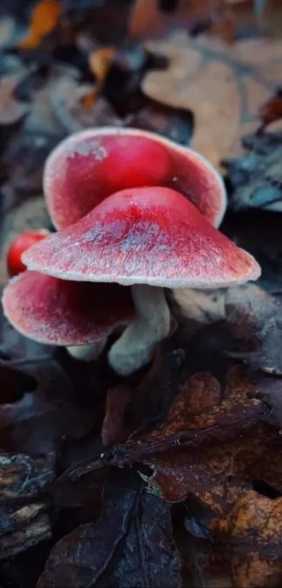 Red mushrooms surrounded by autumn leaves on a forest floor background.