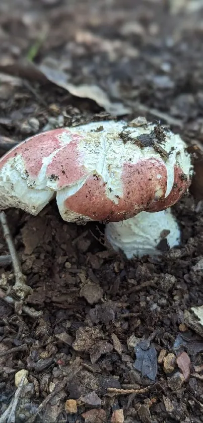 Rustic mushroom in forest flooring with earthy tones.