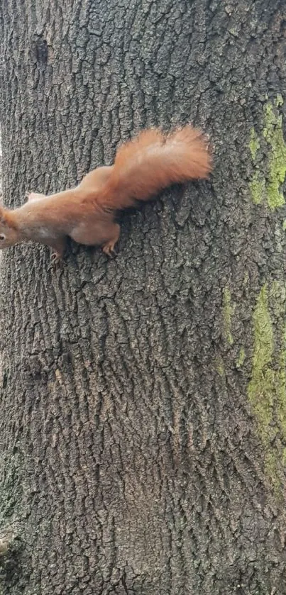 Squirrel climbs on a mossy tree trunk in a rustic forest setting.