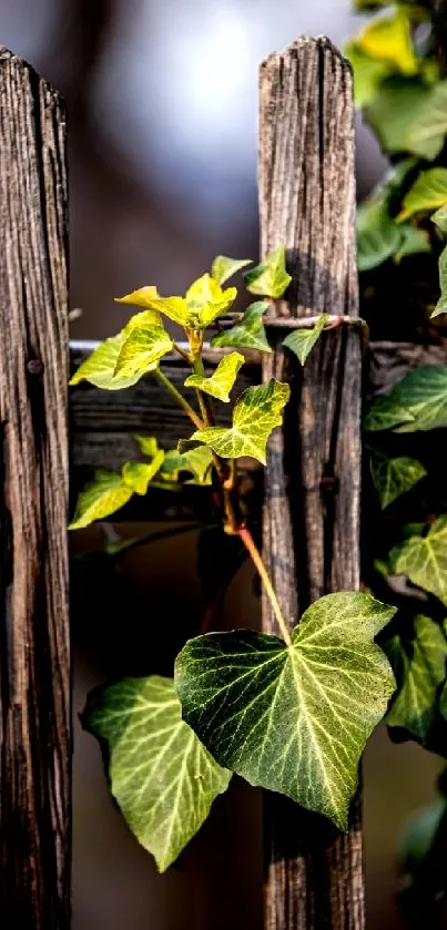 Green ivy on a rustic wooden fence wallpaper.