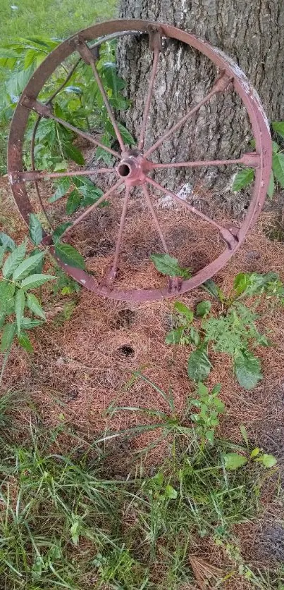 Rustic wheel against a tree surrounded by green grass and leaves.