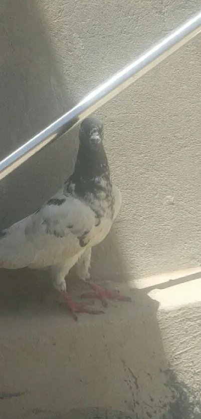 Pigeon perched on sunlit concrete stairs.