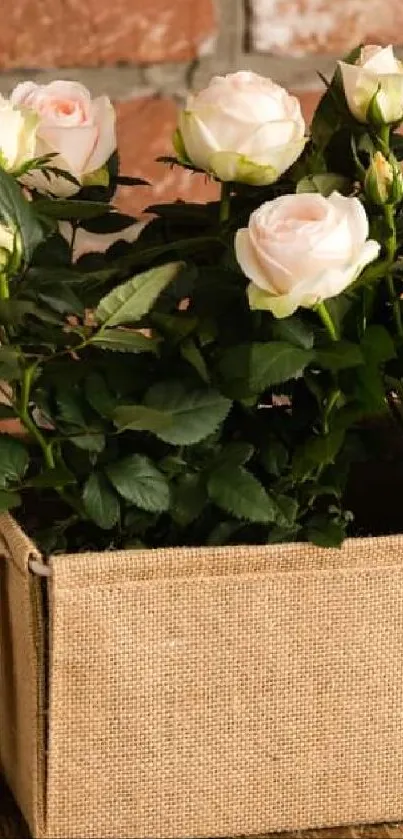 Rustic roses in burlap planter against brick wall.