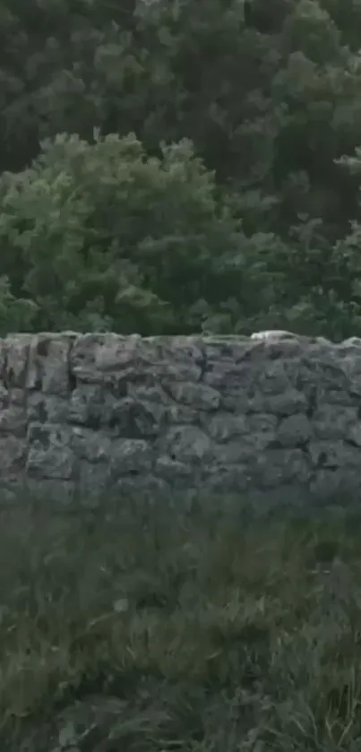 Rustic stone wall surrounded by green trees and grass